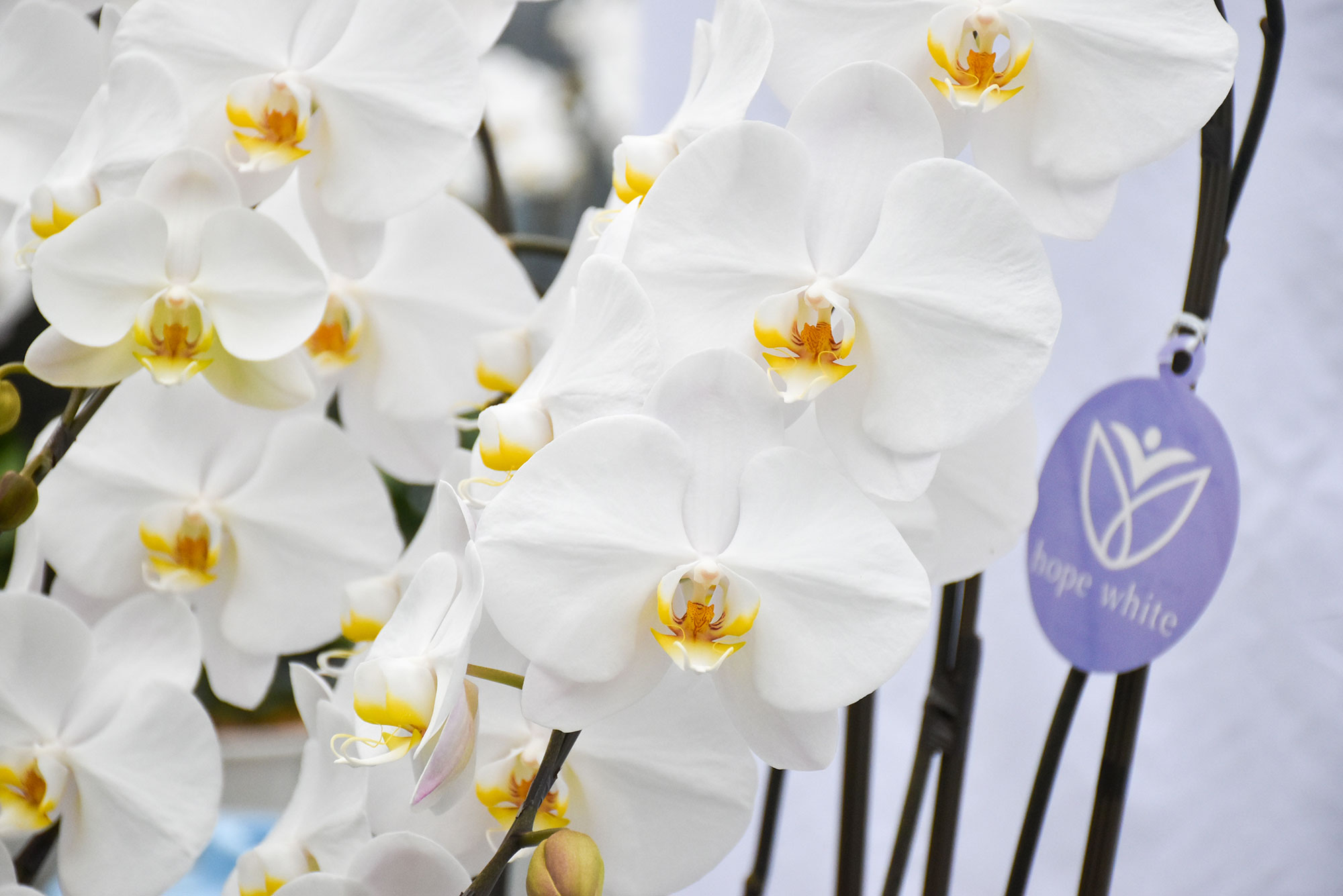 50517b254fb186be2a3fc648437b8b